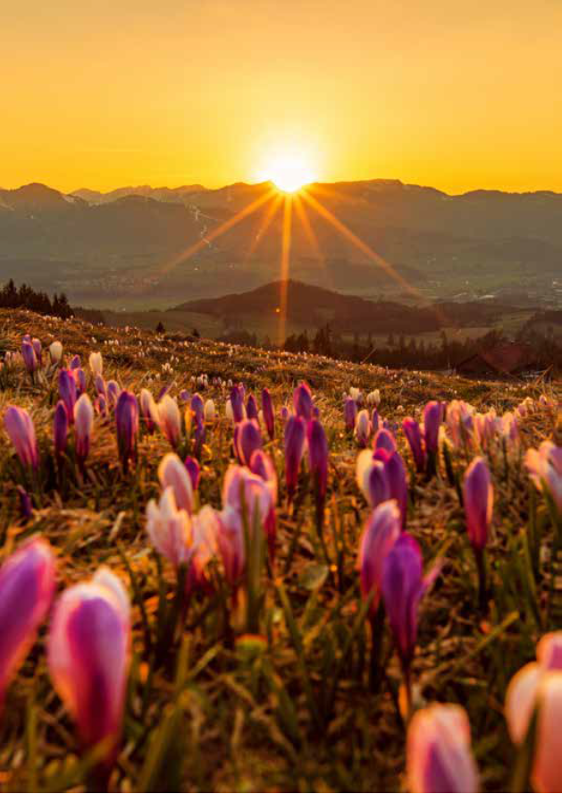 campo di tulipani con sole al tramonto